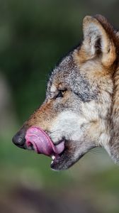 Превью обои волк, язык, дикое животное, дикая природа, размытие