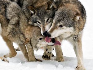 Превью обои волк, язык, облизываться, снег, три