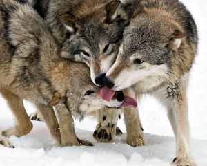 Превью обои волк, язык, облизываться, снег, три