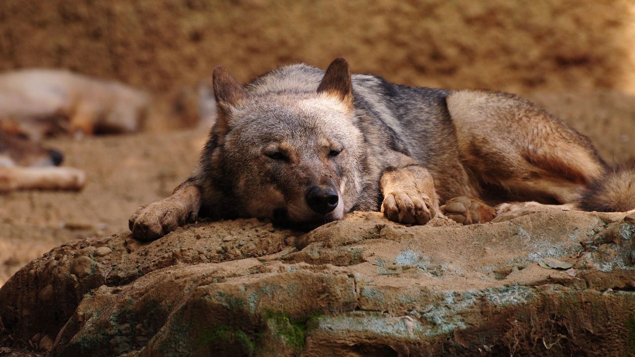 Обои волк, камень, лежать, отдых
