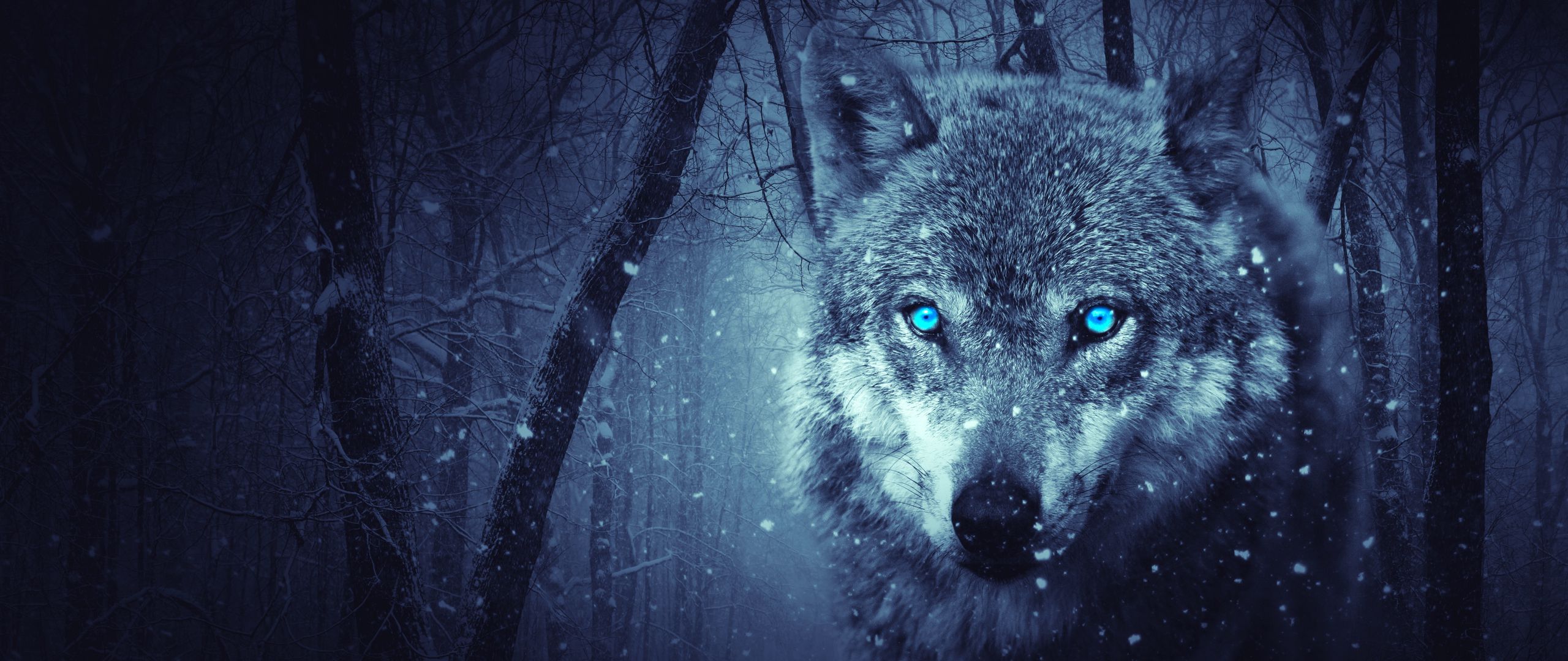 фото одинокого волка на аватарку