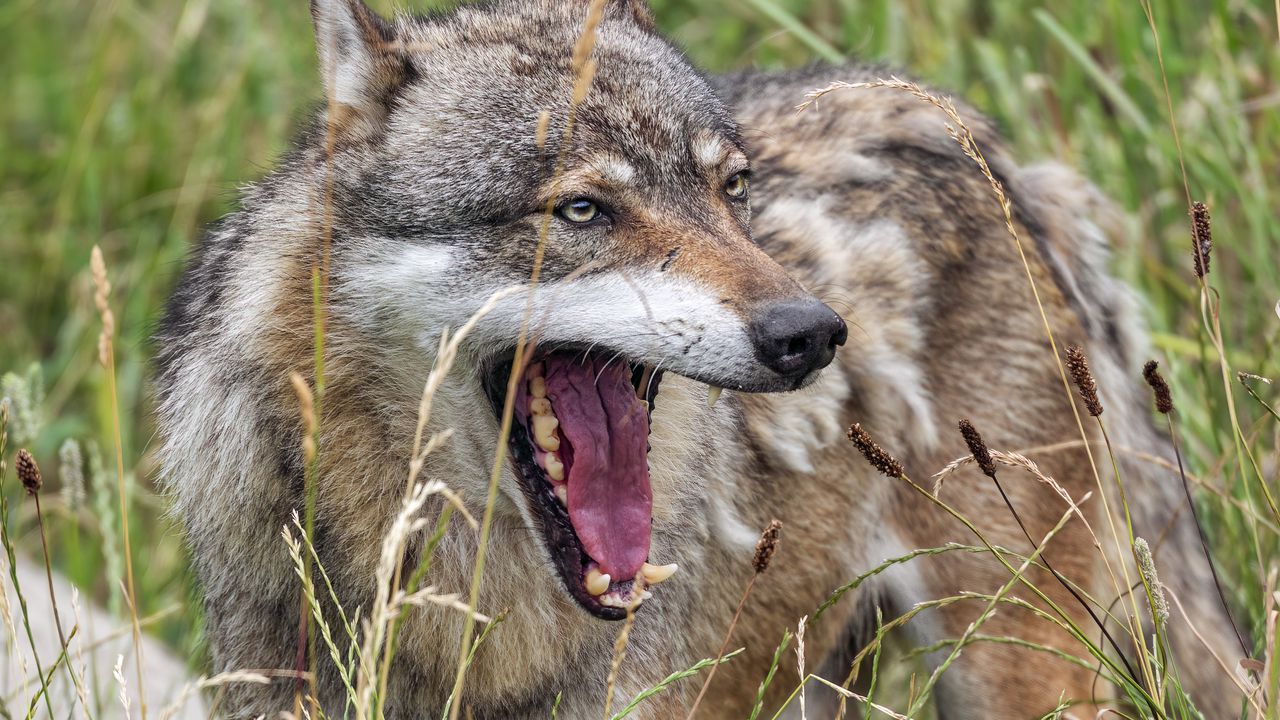 Обои волк, клыки, язык, хищник, дикий, трава