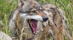 Превью обои волк, клыки, язык, хищник, дикий, трава