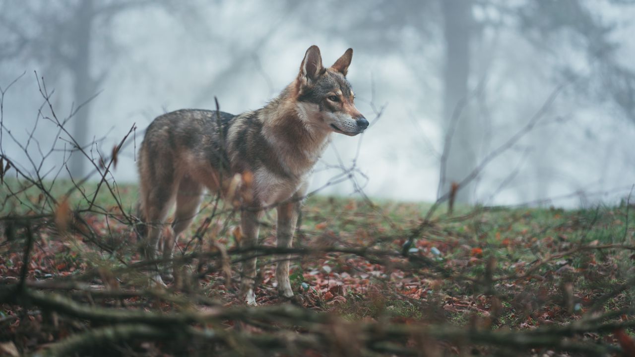 Обои волк, койот, собака, лес, туман