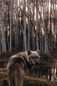 Превью обои волк, лес, деревья, пасмурно