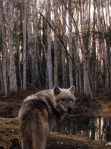Превью обои волк, лес, деревья, пасмурно