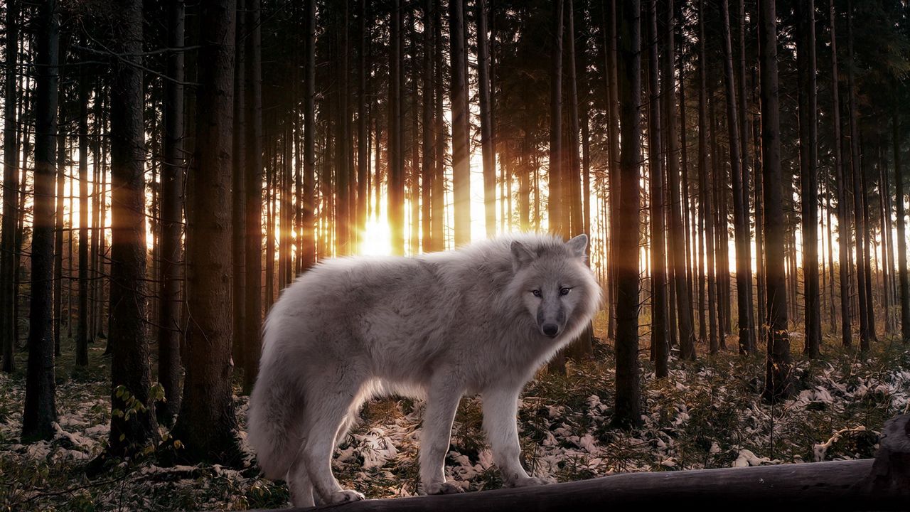 Обои волк, лес, деревья, хищник, лучи, свет