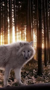 Превью обои волк, лес, деревья, хищник, лучи, свет