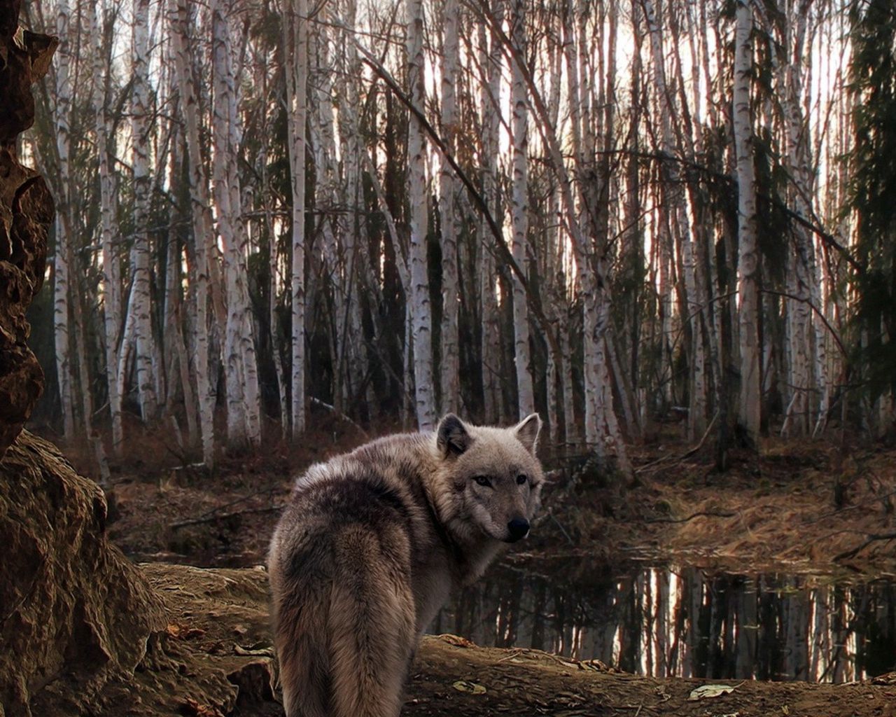 уходящий волк фото