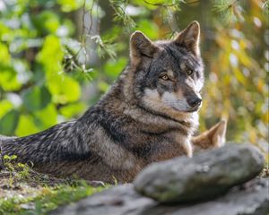 Превью обои волк, лес, хищник, животное, дикая природа, взгляд, деревья