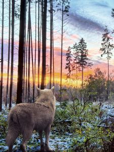 Превью обои волк, лес, одиночество