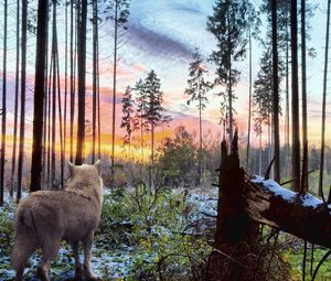Превью обои волк, лес, одиночество