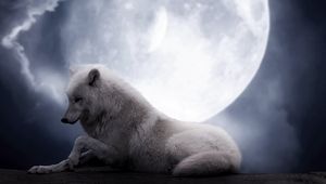Превью обои волк, луна, лежать, хищник