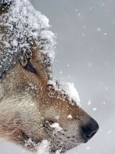 Превью обои волк, морда, снег, хищник
