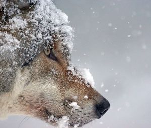 Превью обои волк, морда, снег, хищник