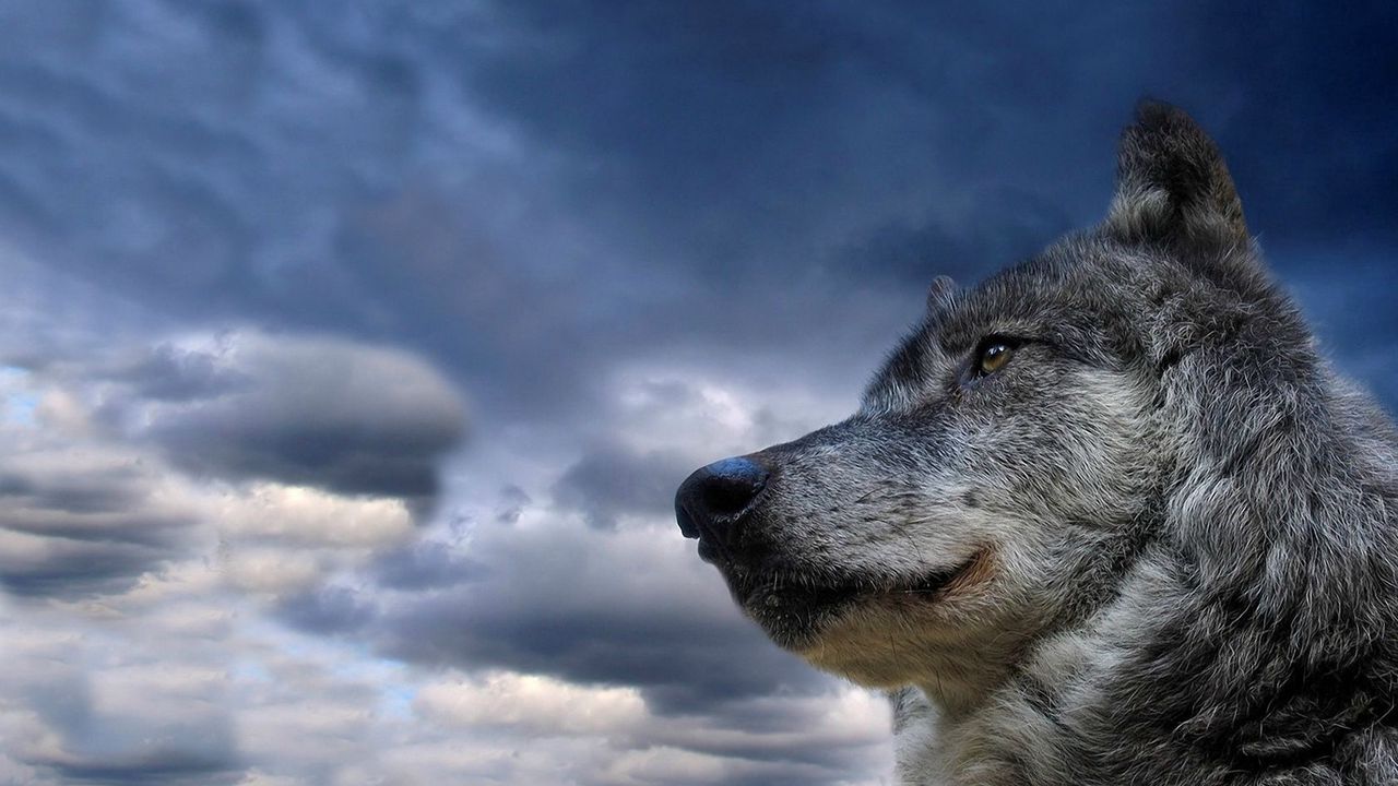 Обои волк, морда, собака, небо, облака, взгляд, раздумья