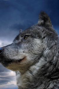 Превью обои волк, морда, собака, небо, облака, взгляд, раздумья
