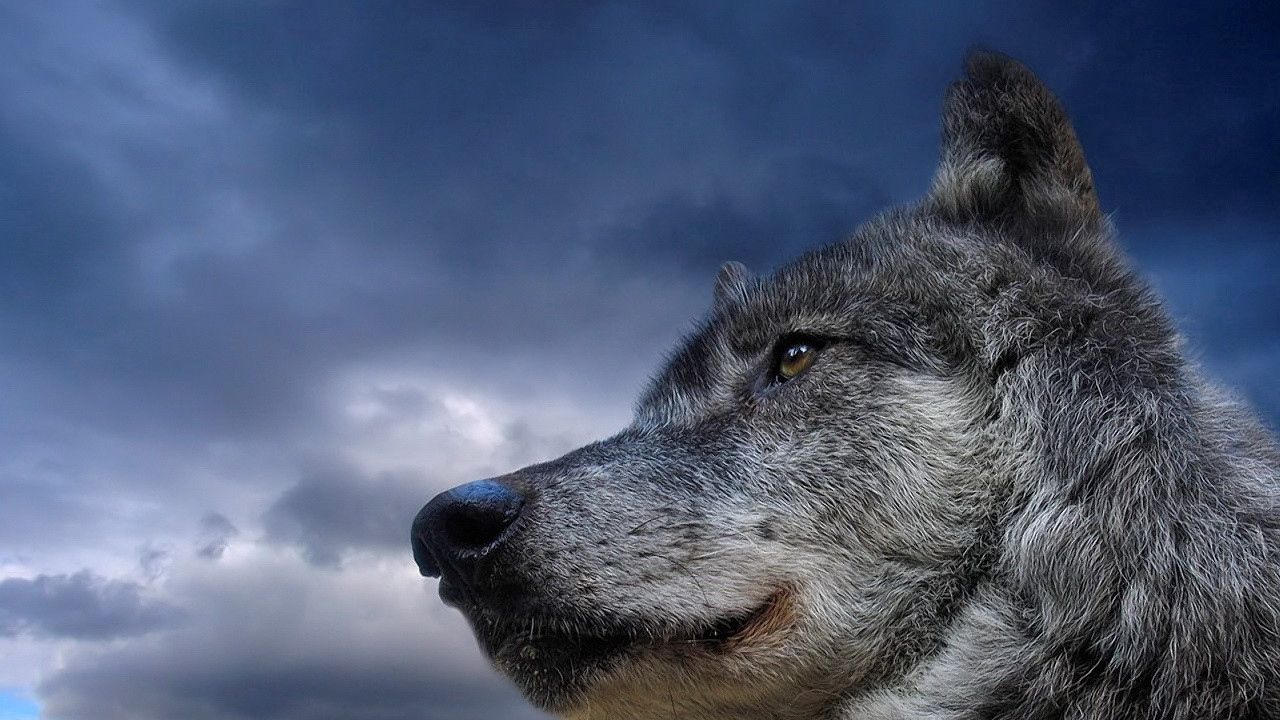 Обои волк, небо, взгляд, морда