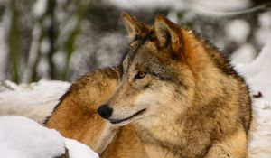 Превью обои волк, профиль, хищник