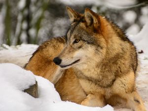 Превью обои волк, профиль, хищник