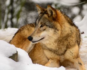 Превью обои волк, профиль, хищник