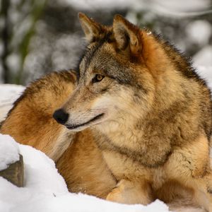Превью обои волк, профиль, хищник