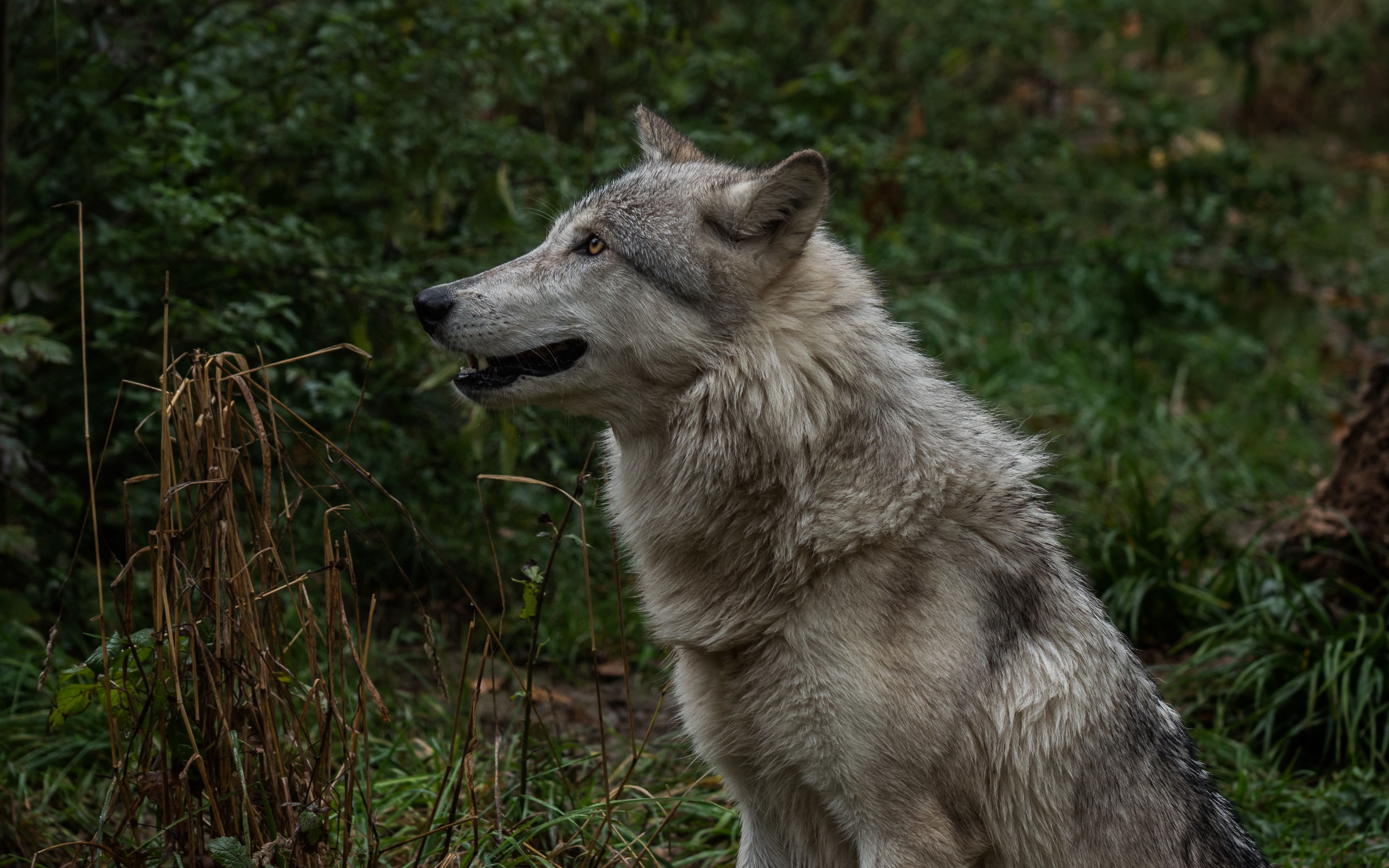 Картинки на аву волк (36 фото)