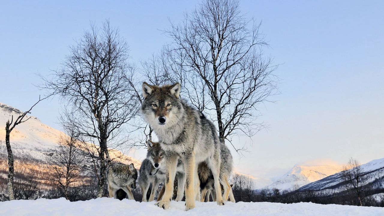 Обои волк, прогулка, стая, зима, снег