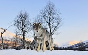 Превью обои волк, прогулка, стая, зима, снег