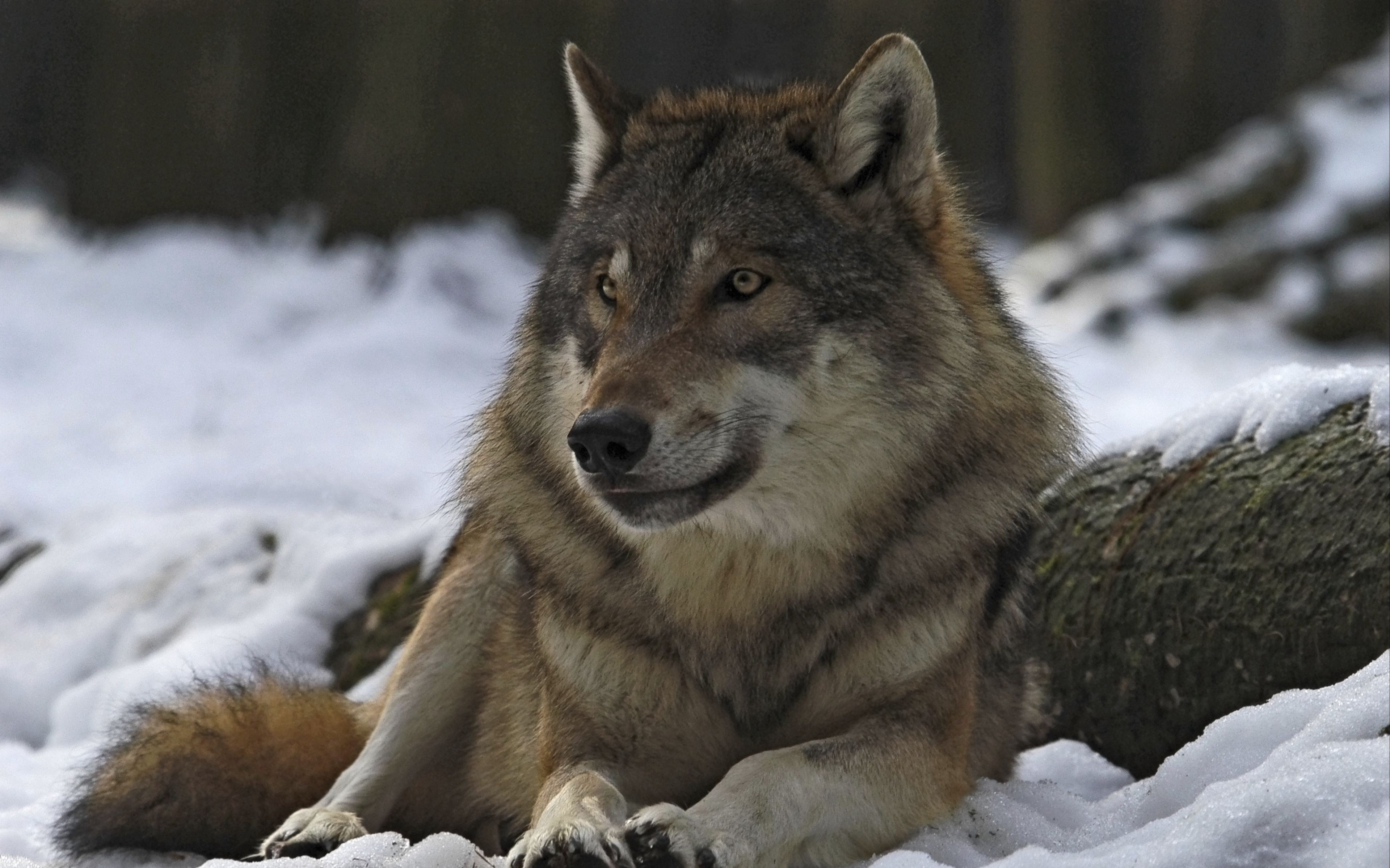 3840x2400 волк, самец, вожак, зима, лес обои 4k ultra hd 16:10.