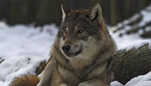 Превью обои волк, самец, вожак, зима, лес