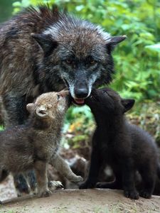 Превью обои волк, семья, детеныши, забота, окрас