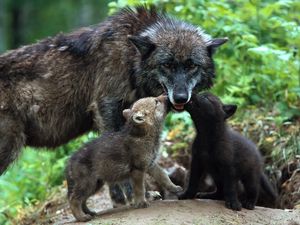 Превью обои волк, семья, детеныши, забота, окрас