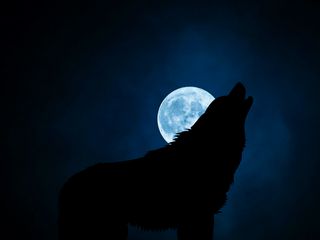 320x240 Обои волк, силуэт, луна, ночь