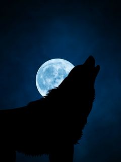 240x320 Обои волк, силуэт, луна, ночь