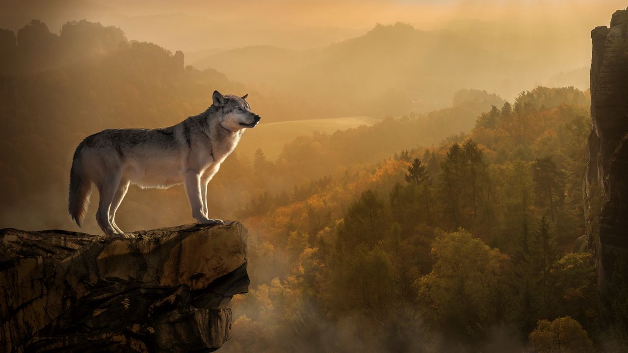 Обои волк, скала, обрыв, хищник