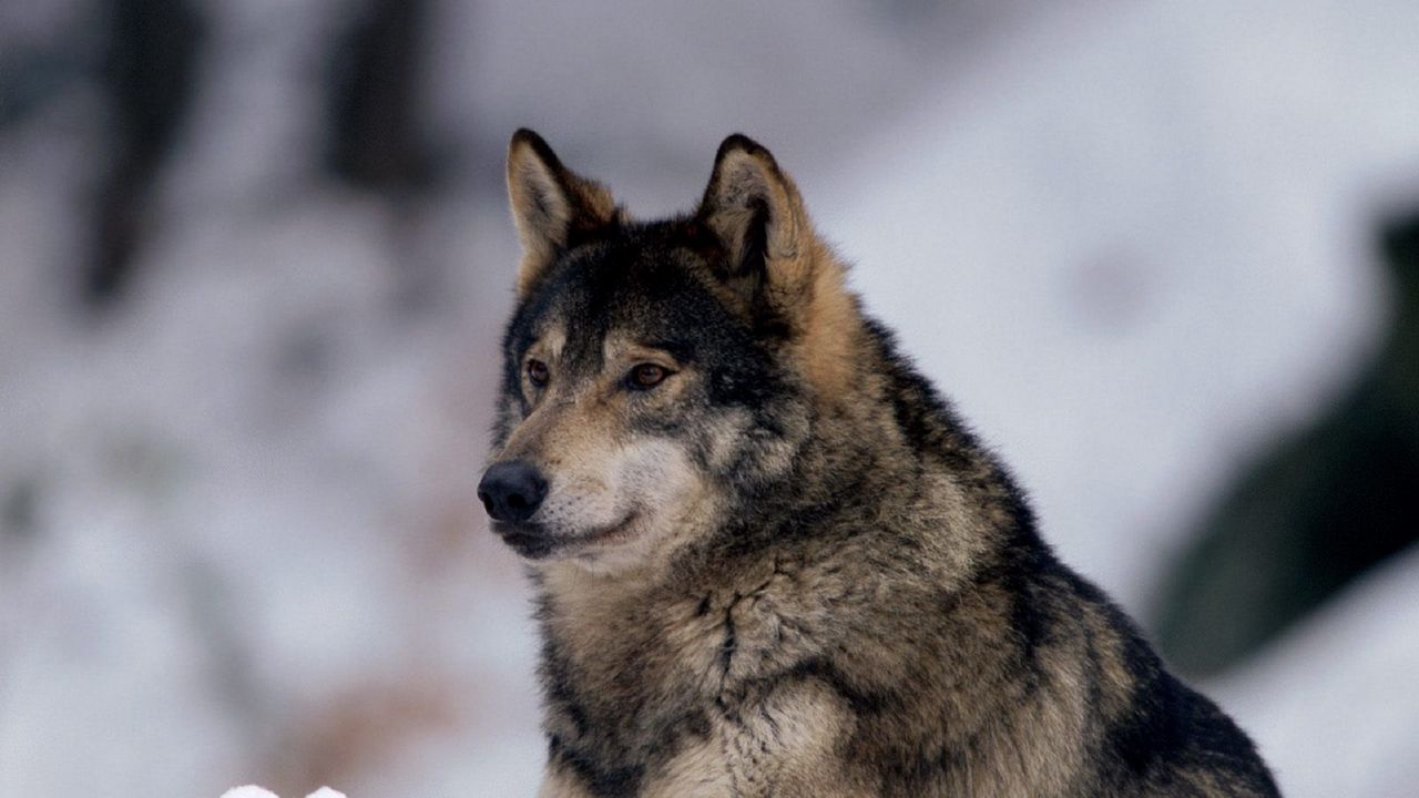Обои волк, снег, хищник, взгляд, настороженность