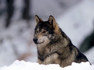 Превью обои волк, снег, хищник, взгляд, настороженность