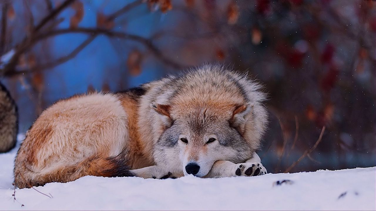Обои волк, снег, лежать, холод, лес, деревья