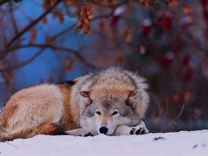 Превью обои волк, снег, лежать, холод, лес, деревья