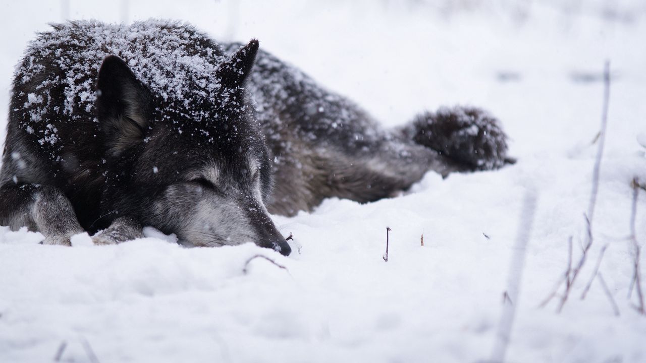 Обои волк, снег, метель, холод, греться, чб