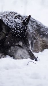 Превью обои волк, снег, метель, холод, греться, чб