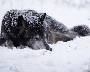 Превью обои волк, снег, метель, холод, греться, чб