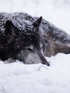 Превью обои волк, снег, метель, холод, греться, чб