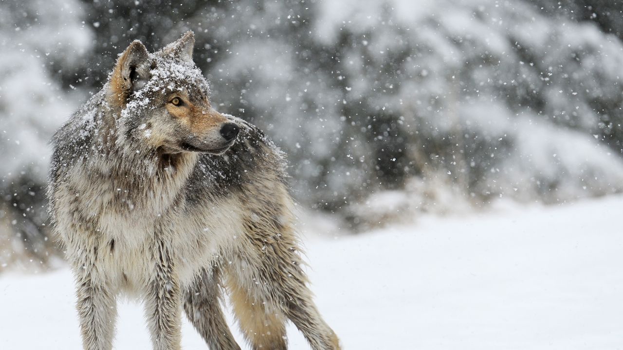 Обои волк, снег, зима, хищник