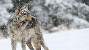 Превью обои волк, снег, зима, хищник