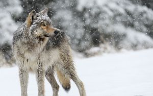Превью обои волк, снег, зима, хищник
