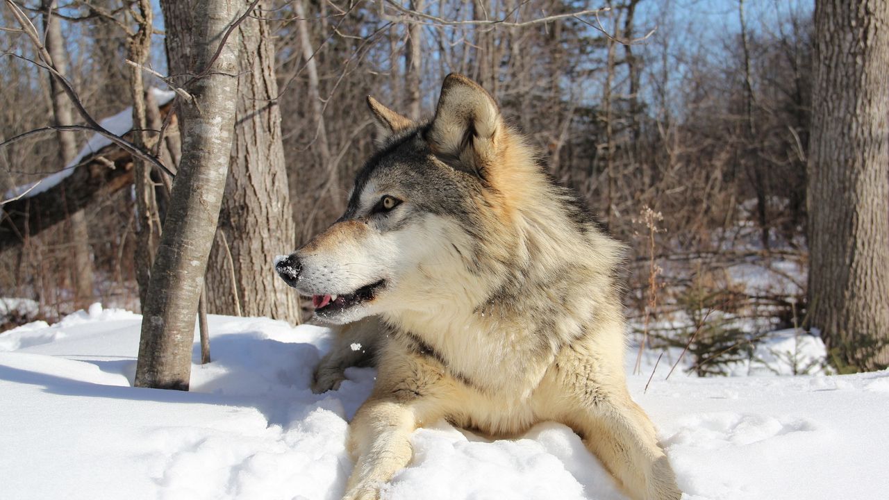 Обои волк, снег, зима, лежать, хищник
