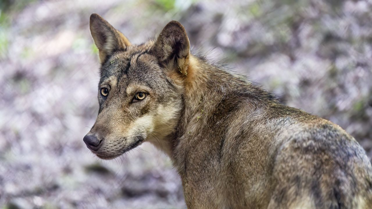 Обои волк, собака, хищник, взгляд, животное