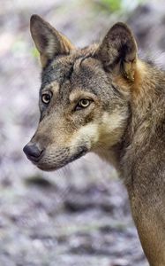 Превью обои волк, собака, хищник, взгляд, животное